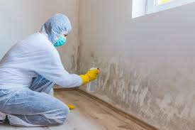 Best Environmental Consulting for Mold Prevention  in Mount Healthy, OH